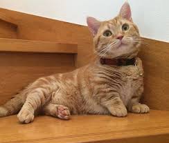 See more ideas about munchkin cat, munchkin, cats. Munchkin Cats Home Facebook