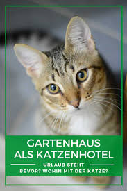 Katzenhotel First Class Fur Samtpfoten Tierpension Katzen Katzen Infos