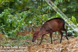 Image result for Cylindropsis parvifolia