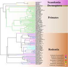 Ascesa e caduta del primate homo sapiens), hanno avanzato l'idea che la distinzione tra i generi homo e pan sia arbitraria e artificiosa, proponendo la riclassificazione dello scimpanzé comune come homo troglodytes e del bonobo come homo paniscus. Frontiers Convergent Evolution Of Locomotory Modes In Euarchontoglires Ecology And Evolution