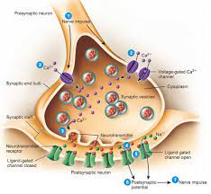 Week Two 10 1 10 5 Action Potentials And The Synapse Psy 451 001 Intro Neurophysiological Psy Fall 2018 Anatomy And Physiology Physiology Anatomy