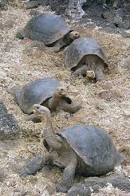 Pin On Galapagos Tortoise Facts