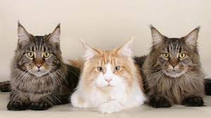 Sedangkan untuk maine coon yang berasal dari kawin silang dengan ras lain biasanya di harga 1 hingga 2 juta. Kucing Maine Coon Harga Jenis Ciri Ciri Dan Cara Merawat
