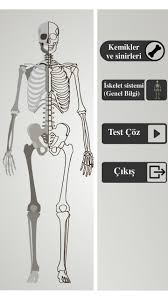 Vector illustration of human skeleton. Anatomi Iskelet Sistemi Fur Android Apk Herunterladen