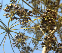 Image result for Steganotaenia araliacea