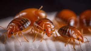 Bed Bug