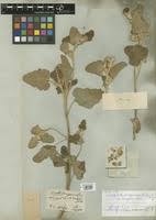 Image result for Chrozophora plicata