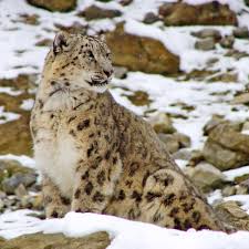 It's hard to explain how dramatically improved the finder is now, because here's the thing about snow leopard, the single inescapable fact that hung over our heads as we ran our. 50 Facts About Snow Leopards Owlcation
