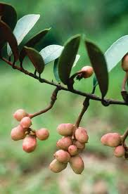 Image result for Magnoliaceae