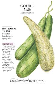 Image result for Luffa