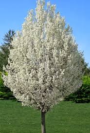 Apple tree (malus domestica) is a deciduous tree that produces showy and fragrant white or pink flowers in spring or early summer. A Guide To Northeastern Gardening Spring Flowering Trees Pretty In Pink And White