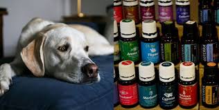 Many pet owners today are turning to essential oils for a variety of health concerns in their pets, including flea and tick prevention, skin issues, and. Essential Oils Often Used In Diffusing Devices Can Be Harmful To Cats And Dogs