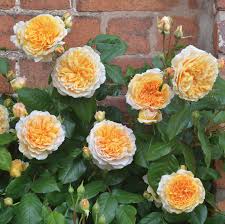Image result for Rosa sp.