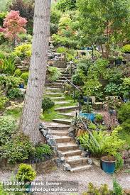 1203369 Steps Wind Through Middle Of Hillside Garden W Paperbark Maple Japanese Maples Sword Fern Baby Tears Gr Steep Gardens Sloped Garden Hillside Garden