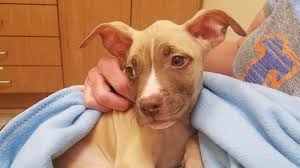 Our promise to our partnered shelters is to continue to grow our adoption sponsorship packages for our dogs. Pit Bull Leads His Owner To Puppy Left For Dead In New Jersey Abc News