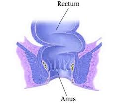 Image result for itchy skin rectum