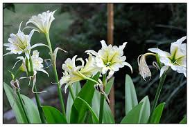 Image result for Ismene narcissiflora