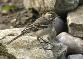 As its name implies, it wags its tail from time to time. Yellow Wagtail Bto British Trust For Ornithology