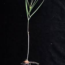Image result for Camptorrhiza strumosa