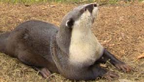 Image result for Aneulophus congoensis