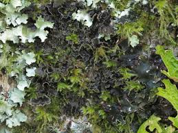 Image result for Hyparrhenia collina