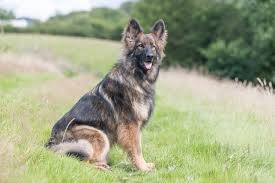 4 females 2 blacks 1 fawn and black 1 red and black sable 2 males 1 bi color red. Sable German Shepherd The Ultimate Breed Guide All Things Dogs All Things Dogs