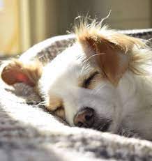 Do Older Dogs Sleep More