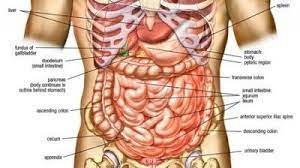 This full color custom medical exhibit features an anterior and sagittal view of the normal anatomy of the female reproductive system, an enlarged anterior view of the left fallopian tube and ovary is. Human Anatomy Abdomen Healthy Lifestyle Human Body Organs Abdominal Muscles Anatomy Body Anatomy