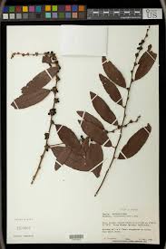 Image result for Bridelia scleroneura