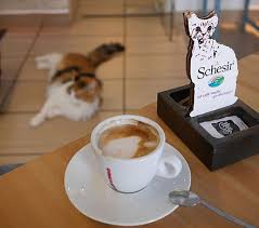 Or book now at one of our this restaurant is permanently closed. Cat Cafe Wikiwand