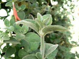 Image result for Dicliptera pumila