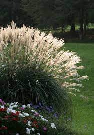 Pruning Pampas Grass When And How To Prune Pampas Grass Plants Few Plants Make As Bold A Statem Grasses Landscaping Pampas Grass Landscape Pampas Grass Care