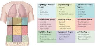There are multiple anatomical areas within the abdomen, each of which contain specific contents and are bound by certain borders. Anatomy Of The Abdominal Region