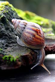 Pin By Fosterginger On Nature Snails Molluscan Gastropoda Caracoles Snail Animals Sea Snail