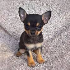We did not find results for: Chihuahua Lover S Instagram Photo Credit Chihuahuastagrams For Shop Chihuahua Lover Tshirt Store Li Puppy Chihuahua Cute Baby Animals Chihuahua