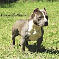American bully, american bully puppies, american bully dog, american bully for sale, american bully pocket, american bully puppy, american bully xl, pocket american bully, is an american bully a pitbull, american bully price, american bully vs pitbull, am Xl Xxl Pitbull Puppies For Sale Gray American Pitbull Xl