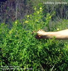 Image result for Ludwigia leptocarpa