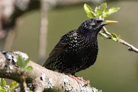 On the following pages you will have the opportunity to get to know us better and you. Auf Dem Parcourt Der Eitelkeit Ein Starmannchen Im Hochzeitskleid Foto Bild Tiere Wildlife Wild Lebende Vogel Bilder Auf Fotocommunity