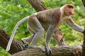 Proboscis Monkey Facts Pictures Video Discover A Famous Long Nosed Endangered Monkey Proboscis Monkey Monkey Habitat Monkey