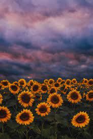 Wallpaper Aesthetic Sunflower Wallpaper Vintage Landscape Flower Field