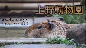 Include (or exclude) self posts. æ—¥æœ¬æ—…è¡Œ æ±äº¬ä¸Šé‡Žå‹•ç‰©åœ' æ°´è±šå°ç'¦æ‰¾æœ‹å‹ Youtube