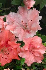 Wilson Bros Gardens New And Popular Azalea Hilda Niblett Shrubs For Sale Azaleas Plants