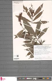 Image result for Antidesma vogelianum