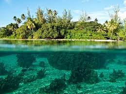 Landscape In Polynesia Half Underwater Underwater Photographer Underwater Underwater River