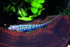 Image result for Lepturus