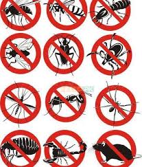 Pest is an acronym for political, economic, social and technological. First Iso Certified Pest Management Company Termite Cockroaches Mosquitoes Flies Rats Control Termite Control Rat Control Household Pests