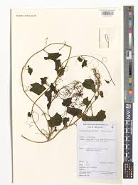 Image result for Cyclantheropsis parviflora