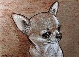 Portrat Zeichnen Blut Hund Chihuahua Hund Chihuahua Hund Zeichnen Und Hund Illustration