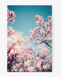 Photo Magnolia Tree Magnolia Transparent Png 667x1000 Free Download On Nicepng The resolution of png image is 1024x1024 and classified to null. nicepng