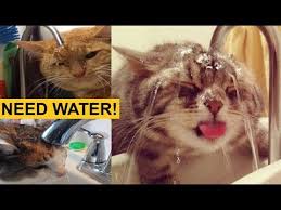 These Cats Are Broken Ultimate Funny Tiktok Animal Memes Compilation Youtube